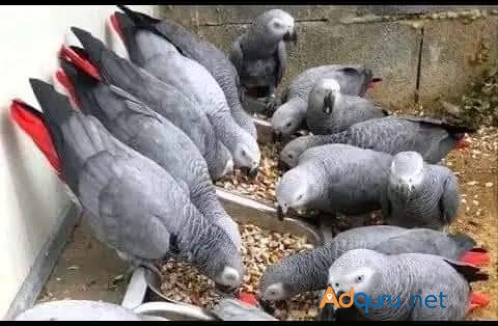 healthy-talking-parrots-for-sale-big-1