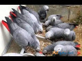 healthy-talking-parrots-for-sale-small-1