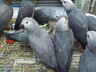 Healthy Talking Parrots for Sale