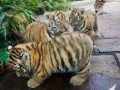 tiger-cubs-and-lion-available-for-sale-small-0