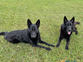 best-expert-dog-training-services-in-vero-beach-small-0