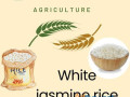 white-jasmine-rice-small-1