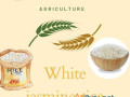 buy-white-jasmine-rice-small-0