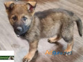 adorable-german-shepherd-puppies-ready-for-loving-homes-small-0