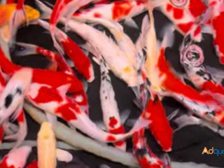 Fish Pet Store Near Me