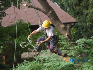 Tree removal northern Virginia — Trusted Local Arborists