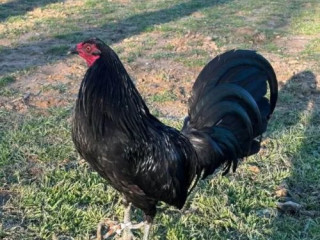 Warhorse Gamefowl for Sale