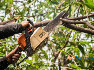 Affordable tree trimming service — commercial & Residential