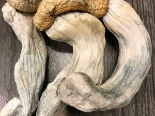 Penis Envy Magic Mushroom - 5 Grams