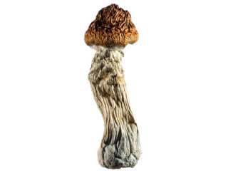 Steel Magnolia Magic Mushroom - 5 Grams
