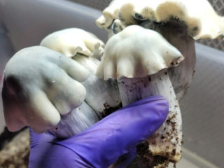 Albino Tidal Wave Magic Mushroom - 5 Grams