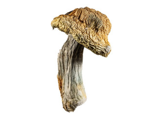 Bluey Vuitton Magic Mushroom - 5 Grams