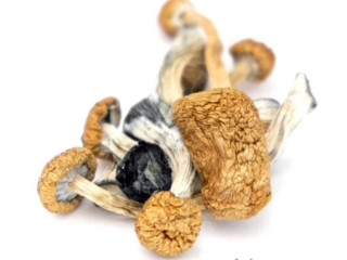 B+ Magic Mushroom (5 grams)