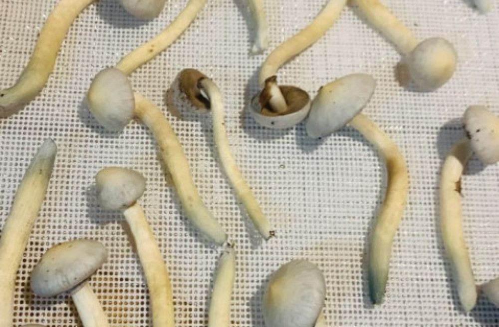 albino-a-magic-mushroom-5-grams-big-0