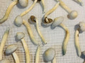 albino-a-magic-mushroom-5-grams-small-0
