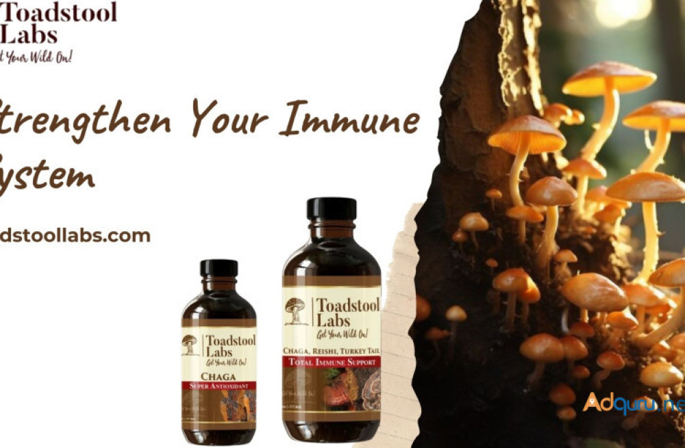 discover-the-benefits-of-chaga-and-reishi-mushrooms-for-wellness-big-0