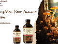 discover-the-benefits-of-chaga-and-reishi-mushrooms-for-wellness-small-0