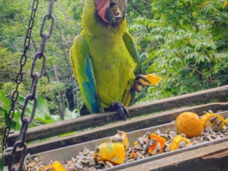 Buffon/Great Green Macaw for Sale
