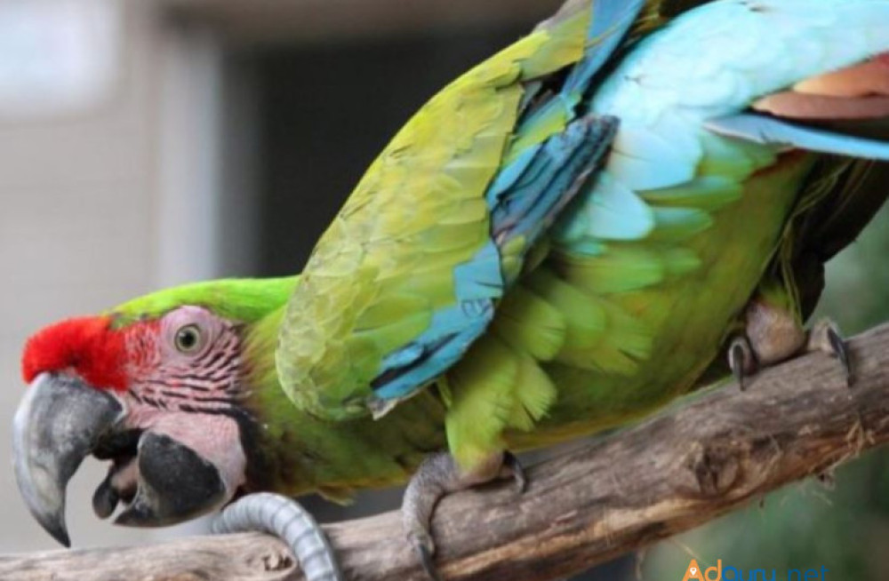 playful-military-macaws-for-sale-big-0