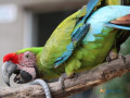 playful-military-macaws-for-sale-small-0