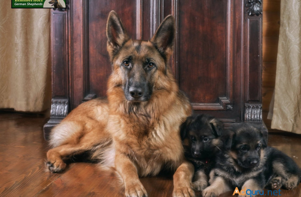 gorgeous-sable-german-shepherd-puppies-for-sale-big-0
