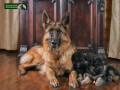 gorgeous-sable-german-shepherd-puppies-for-sale-small-0