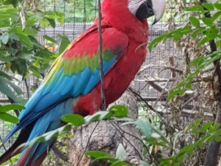 Green-Wing(Red and Green) Macaws for Sale