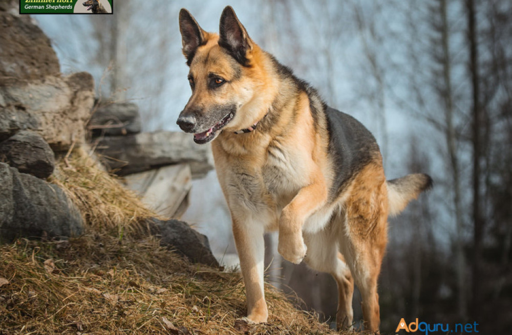 stunning-long-haired-german-shepherd-puppy-for-sale-big-0