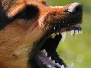Dog Bites Injury Attorneys Temecula