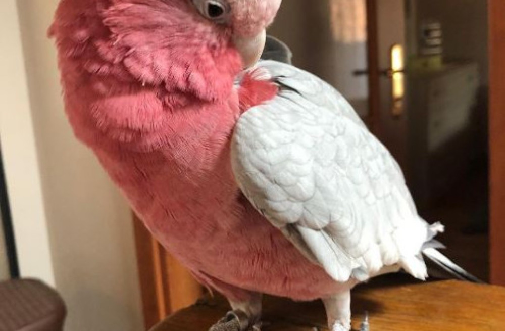 rose-breasted-galah-cockatoos-for-sale-big-0