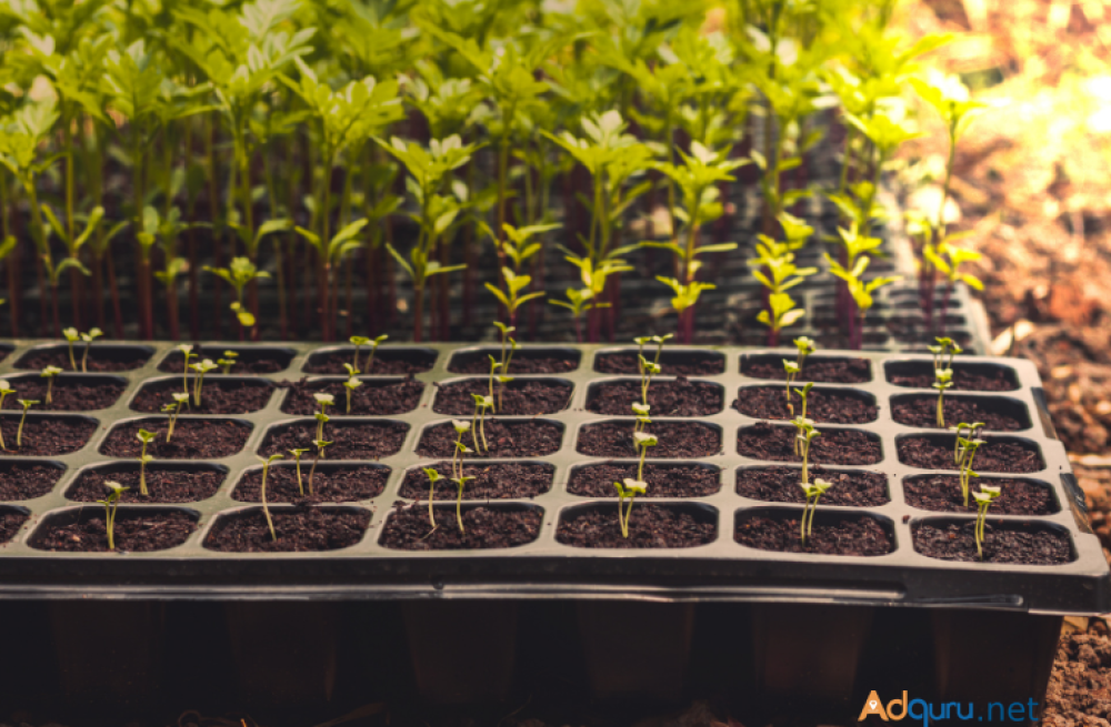 coir-pots-for-plants-in-south-africa-big-0