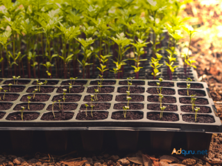 Coir Pots For Plants in South Africa